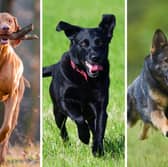 Three of the best dog breeds to run with.