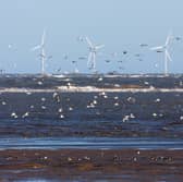 Wind turbines pose a deadly risk to seabirds (Picture: Photo Library Wales/Construction Photography/Avalon)