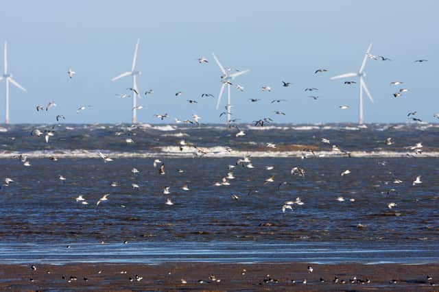 Wind turbines pose a deadly risk to seabirds (Picture: Photo Library Wales/Construction Photography/Avalon)