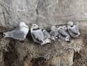Seabirds like kittiwakes are devoted and protective parents of their young (Picture: Dan Kitwood)