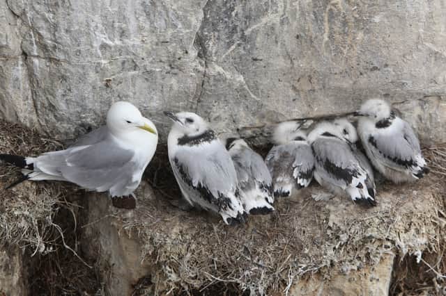 Seabirds like kittiwakes are devoted and protective parents of their young (Picture: Dan Kitwood)