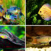 Some of the world's most colourful tropical fish.