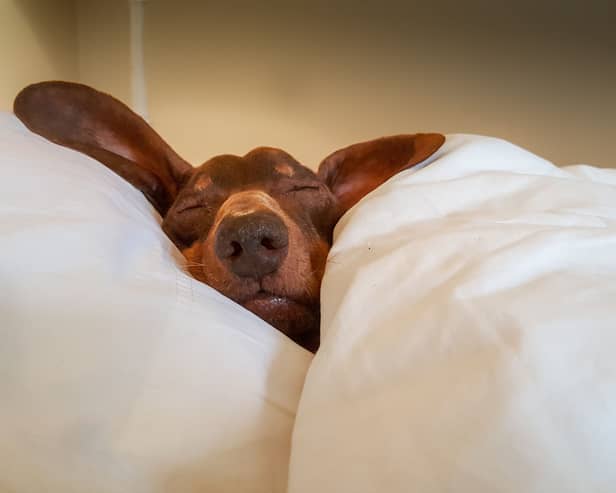 Dogs don't always lie still when they sleep.