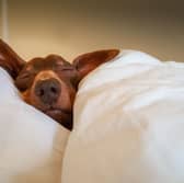 Dogs don't always lie still when they sleep.