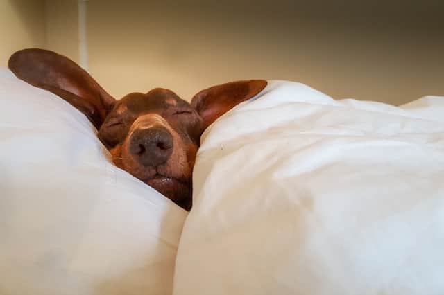 Dogs don't always lie still when they sleep.