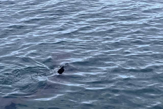 David Thomson said there has been five or six basking shark sightings reported in the firth this year