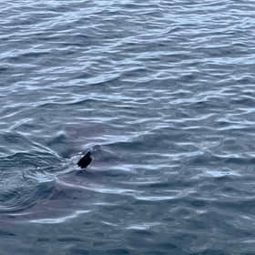 David Thomson said there has been five or six basking shark sightings reported in the firth this year 