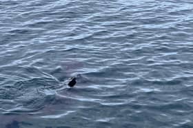 David Thomson said there has been five or six basking shark sightings reported in the firth this year 