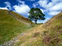 The famous Sycamore Gap tree before it was cut down in a wanton act of vandalism (Picture: English Heritage/Heritage Images)