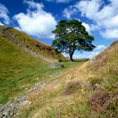 The famous Sycamore Gap tree before it was cut down in a wanton act of vandalism (Picture: English Heritage/Heritage Images)