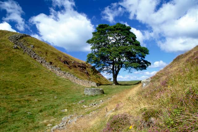 The famous Sycamore Gap tree before it was cut down in a wanton act of vandalism (Picture: English Heritage/Heritage Images)