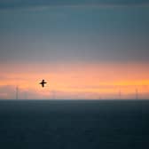 A guillemot flying past St Abb's Head, with a windfarm in the distance (Picture: Jamie McDermaid)
