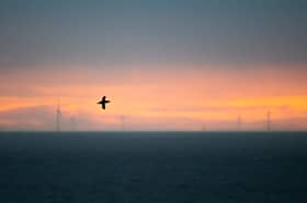 A guillemot flying past St Abb's Head, with a windfarm in the distance (Picture: Jamie McDermaid)