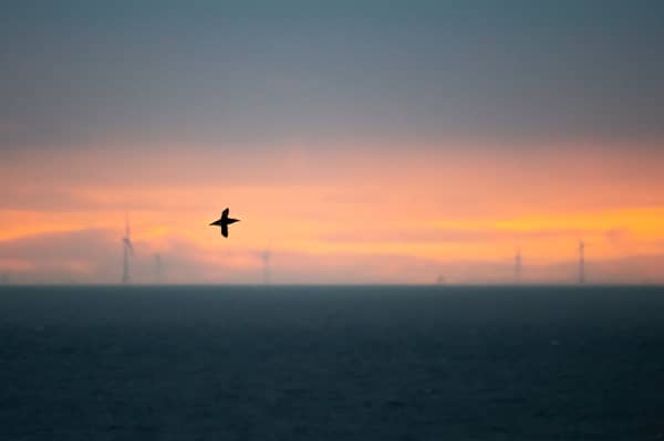 A guillemot flying past St Abb's Head, with a windfarm in the distance (Picture: Jamie McDermaid)