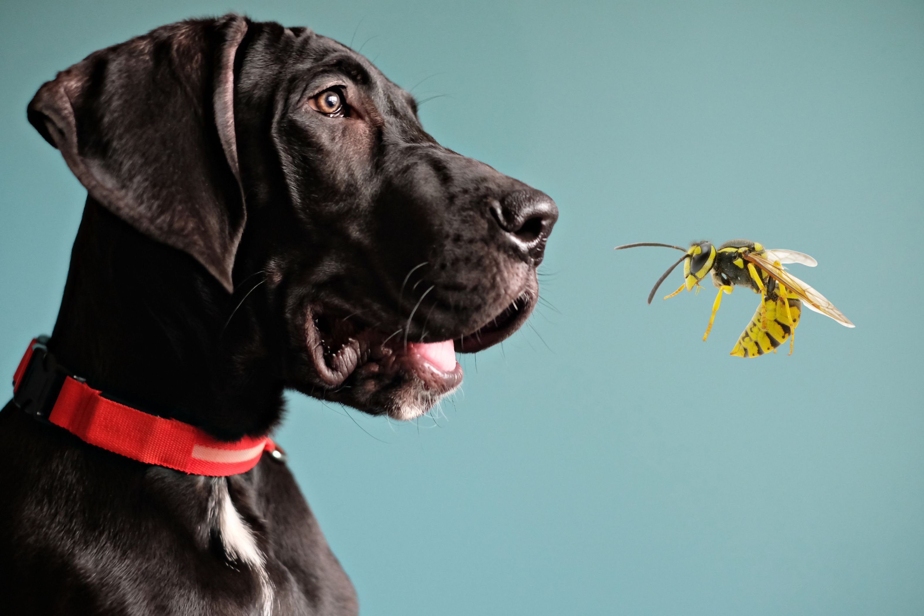 My dog has eaten a wasp, what now? When to worry, sting treatment - and ...