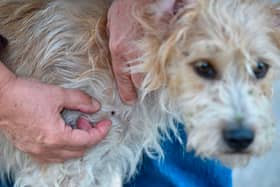 One in 20 cases of tick-borne diseases can be fatal in dogs.