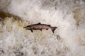 Scotland has long been famous for its salmon fishing and farmed salmon has become a major global export (Picture: Jeff J Mitchell)