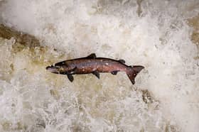 Scotland has long been famous for its salmon fishing and farmed salmon has become a major global export (Picture: Jeff J Mitchell)