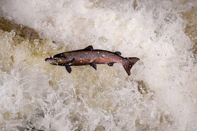 Scotland has long been famous for its salmon fishing and farmed salmon has become a major global export (Picture: Jeff J Mitchell)
