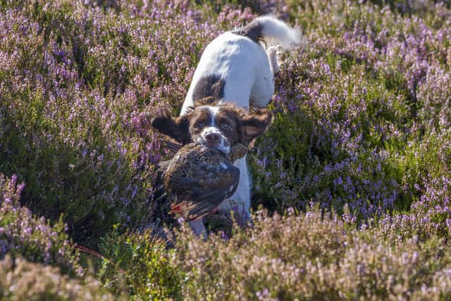A dog retrieves a shot bird on the Glorious Twelfth.