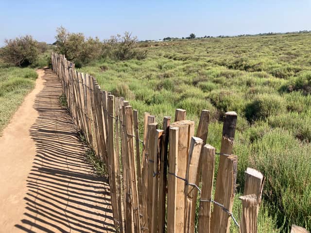 Les Orpellières is a wilderness of dunes and wetlands