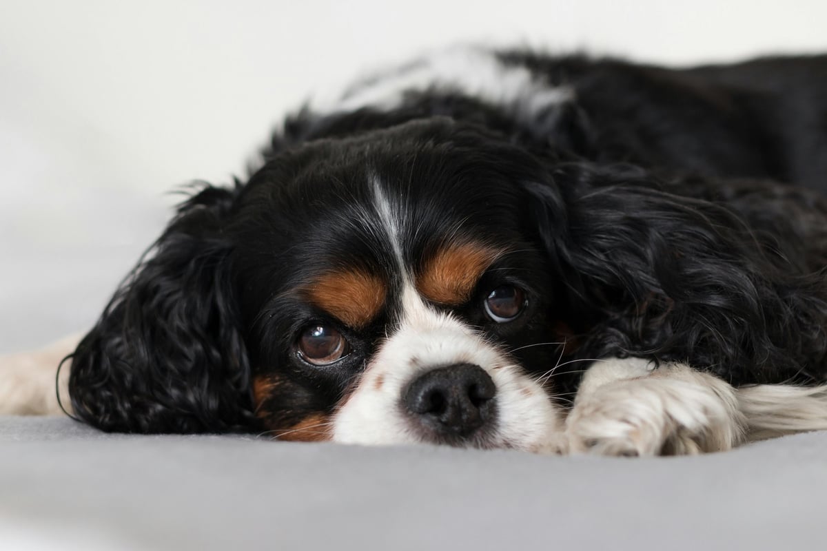 Can you leave money to your dog in your will? How to provide for your pet after you're gone