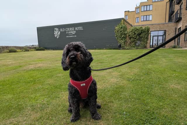 Archie enjoying the garden access from our room
