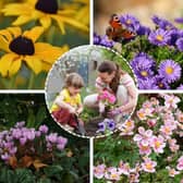 (Clockwise from top left) Rudbeckia, asters, Japanese anemone, and cyclamen are all late-blooming flowers the National Trust recommends planting in autumn