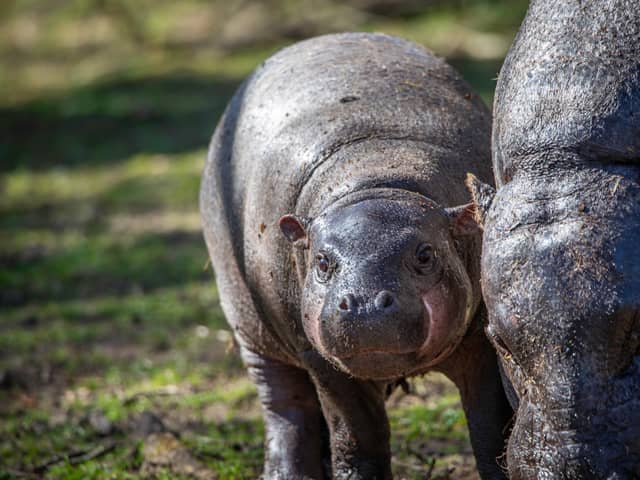 Haggis was born on October 30 last year to mum Gloria and dad Otto 
