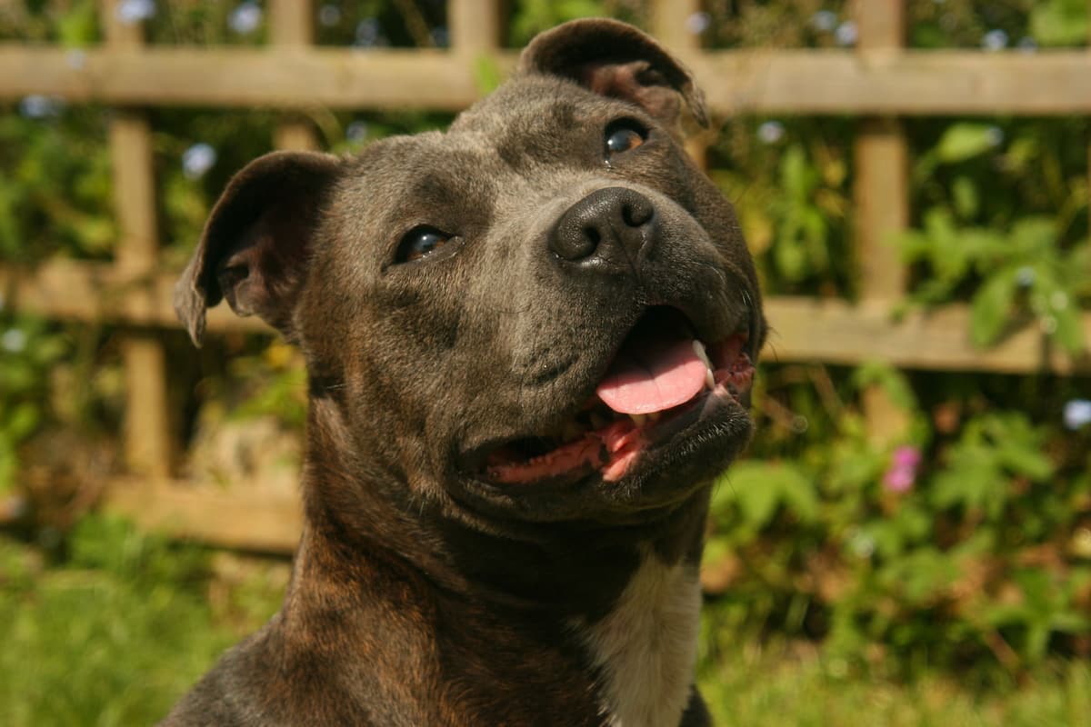 Popular Terriers Top Terrier Names 2025: Here are the 10 most popular names for adorable ...