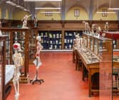 Edinburgh University's Anatomical Museum