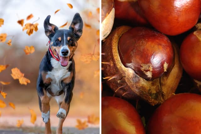 Conkers can be an issue for dogs in autumn.