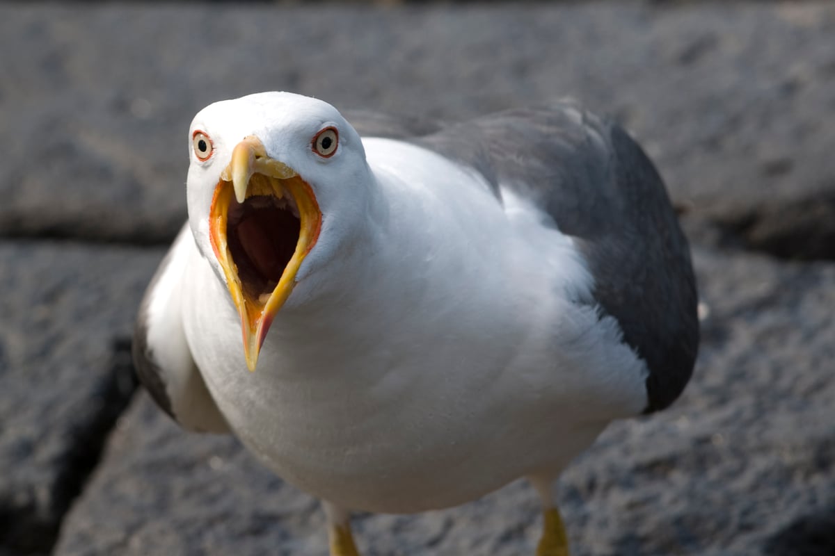 Seagull 'mass Slaughter' Ruled Out as Snp Ridiculed for 'googly Eye...