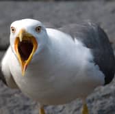 The by-law could ban the feeding of gulls.