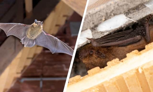Pipistrelle bat species are some of the more common ones to find inside houses