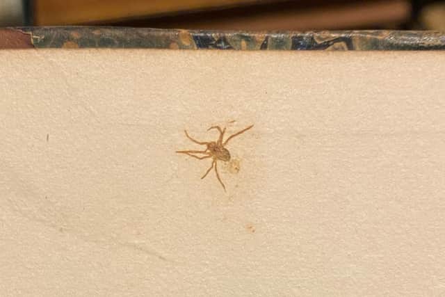 The spider pictured within the book.