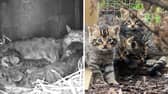 Unique footage shows “previously unseen” caring behaviour of wildcat mum with kittens.