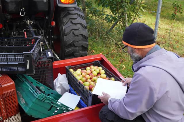 I helped one of the Pluscarden monks to pick apples.
