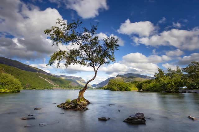 The "Lonely Tree", which sits on the edge of the Llyn Padarn lake in North Wales