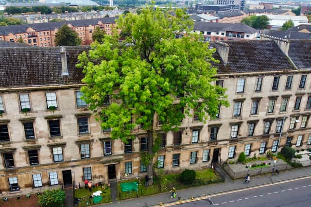 The Argyle Street Ash