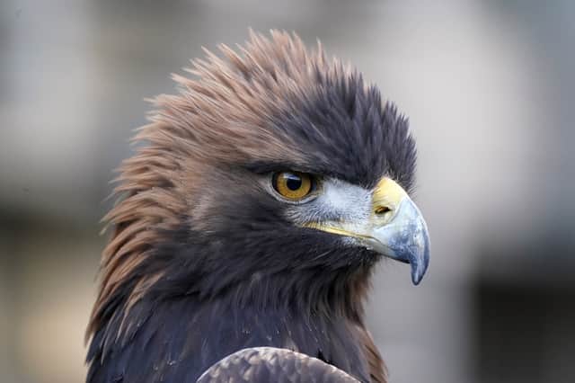 Golden eagles are mainly found in the Scottish Highlands, but several have been translocated to the south of Scotland through the South of Scotland Golden Eagle Project