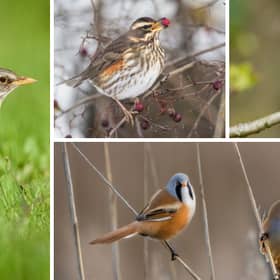 (Clockwise from left) Fieldfares, redwings, goldcrests, and bearded tits are among the birds it'll become a little easier to spot in the UK this month