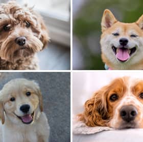 Four of the most searched for dog breeds.
