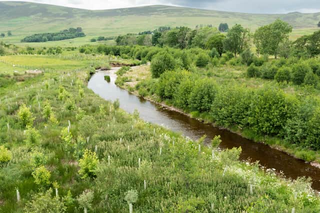 Trees have been planted to help improve the Rottal burn near Kirriemuir in Angus