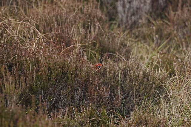 A grouse hiding in the heather