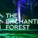 The Enchanted Forest is back in Faskally Woods, Pitlochry