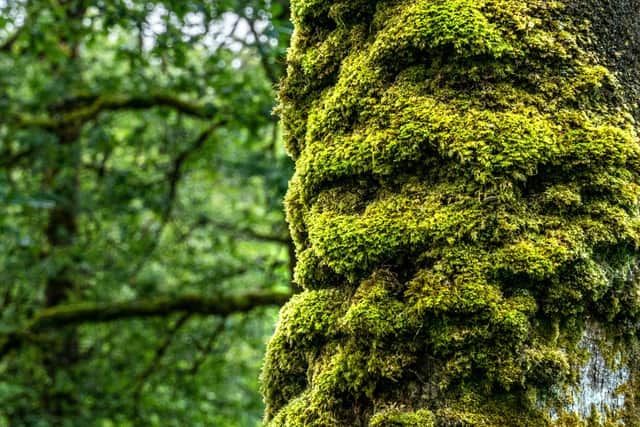 Scotland's rainforests are home to native trees and some of the world’s rarest lichens and bryophytes