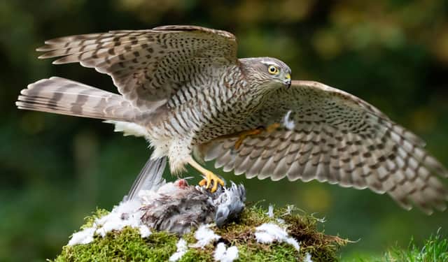 Sparrowhawks are protected under the Wildlife and Countryside Act 1981, and it is an offence to intentionally or recklessly kill or injure them