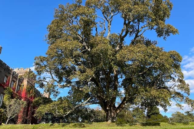 An image of the tree taken in September before the storm