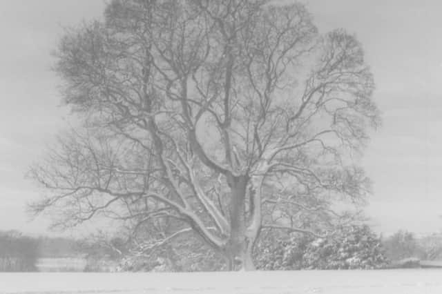 An image of the historic tree in the snow from the palace's archive